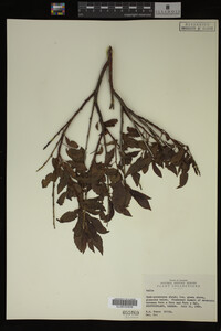 Image Associated With the Occurrence