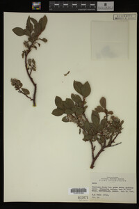 Image Associated With the Occurrence