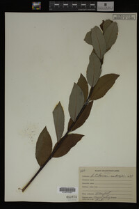 Image Associated With the Occurrence