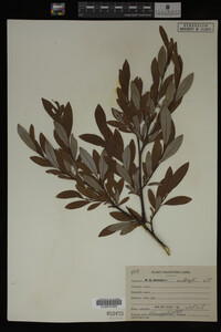 Image Associated With the Occurrence