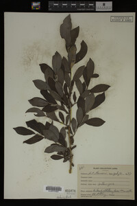 Image Associated With the Occurrence