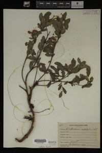 Image Associated With the Occurrence
