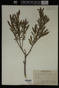 Image Associated With the Occurrence