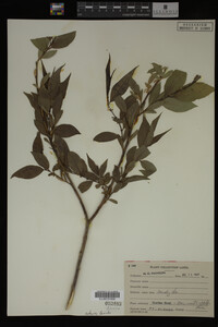 Image Associated With the Occurrence