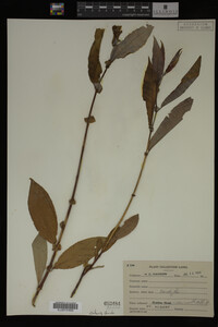 Image Associated With the Occurrence