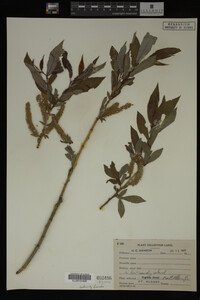 Image Associated With the Occurrence