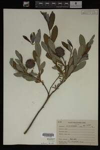 Image Associated With the Occurrence