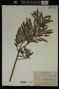 Image Associated With the Occurrence