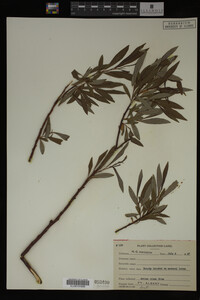 Image Associated With the Occurrence