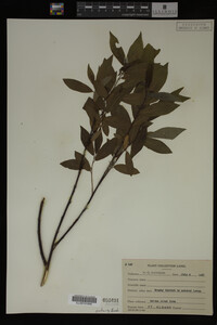 Image Associated With the Occurrence