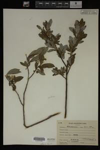 Image Associated With the Occurrence