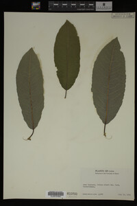 Image Associated With the Occurrence