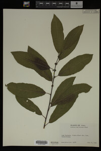 Image Associated With the Occurrence
