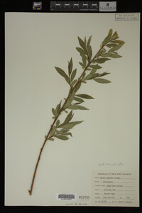 Image Associated With the Occurrence