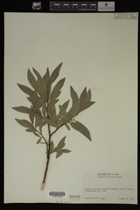 Image Associated With the Occurrence