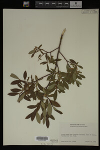 Image Associated With the Occurrence