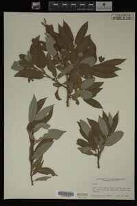 Image Associated With the Occurrence