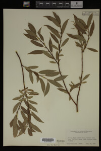 Image Associated With the Occurrence