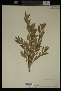 Image Associated With the Occurrence
