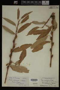 Salix arbusculoides image