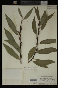 Salix arbusculoides image