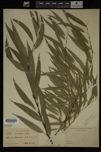 Salix arbusculoides image