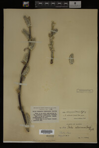 Salix alaxensis image