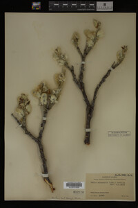 Salix alaxensis image