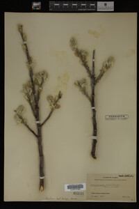 Salix alaxensis image