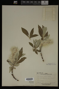 Salix alaxensis image