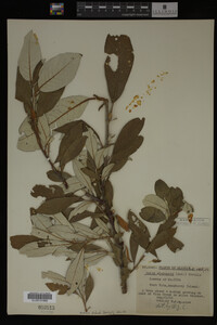 Media resource of Salix alaxensis