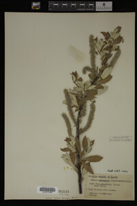 Salix alaxensis image