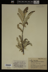 Salix alaxensis image
