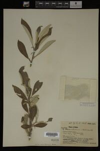 Salix alaxensis image
