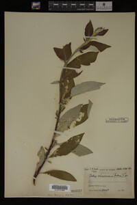 Salix alaxensis image
