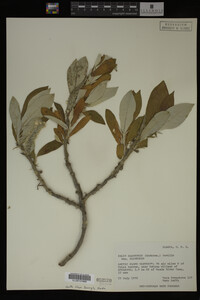 Image Associated With the Occurrence