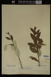 Salix alaxensis image