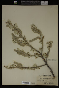 Salix alaxensis image
