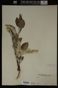 Image Associated With the Occurrence