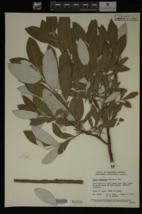 Salix alaxensis image