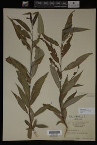 Image Associated With the Occurrence