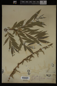 Salix alba image