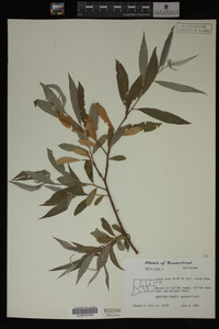 Image Associated With the Occurrence