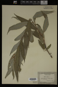 Salix alba image
