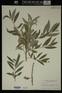 Salix alba image