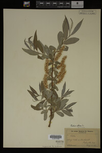 Salix alba image