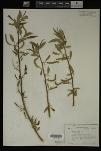 Salix alba image