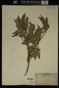 Image Associated With the Occurrence