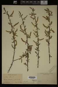 Salix alba image