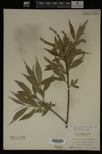 Salix alba image